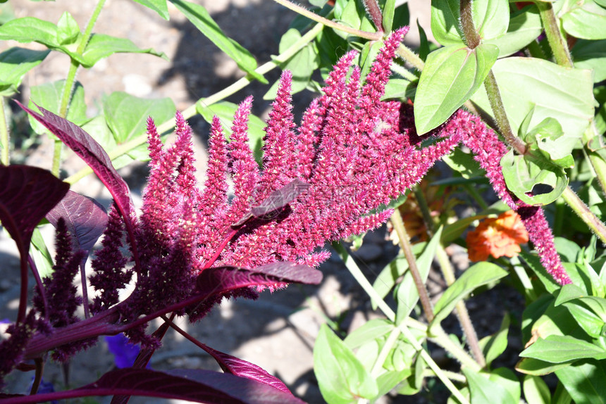 在炎热的一天夏花园里放着阿玛兰斯花朵有机的粉色一种图片
