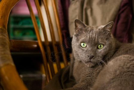 屋猫咪复古的俄罗斯蓝猫坐在旧椅子上图片