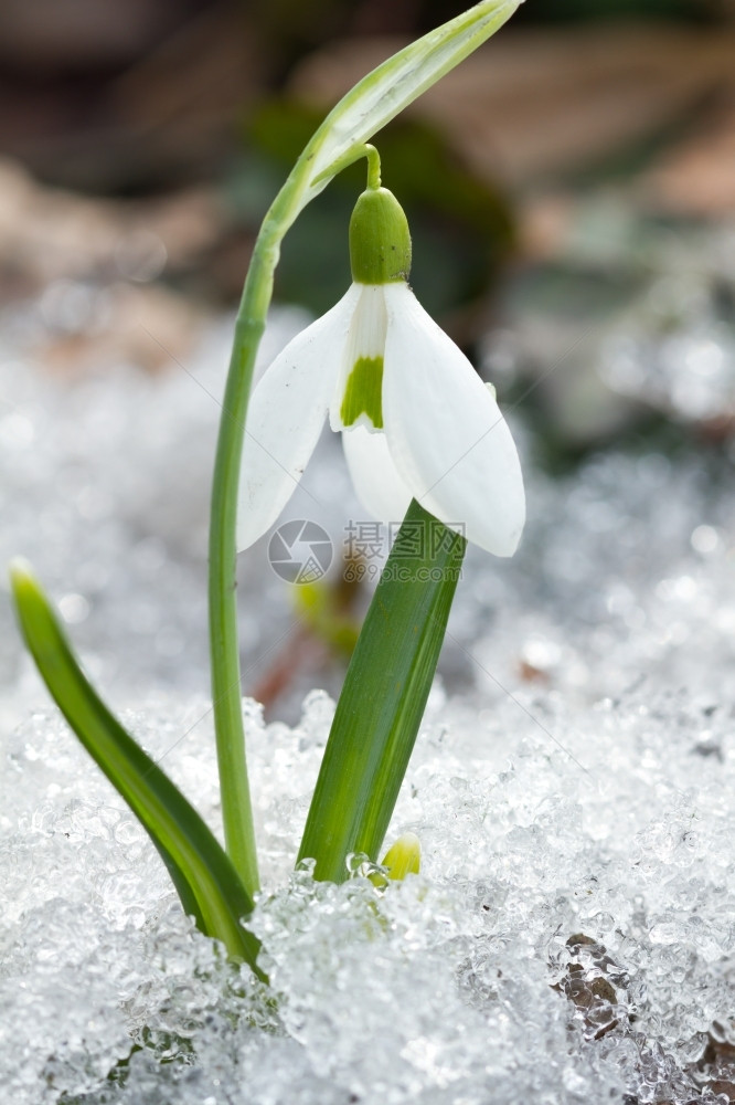 春天雪花莲在地里瓣生活朵图片