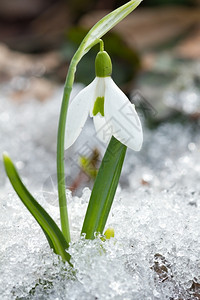 春天雪花莲在地里瓣生活朵明亮的高清图片素材