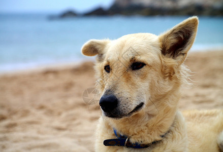 户外景观犬类泰国农村的生活方式在明亮的日子里图片