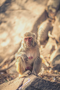 哺乳动物猴子荒野高清图片素材