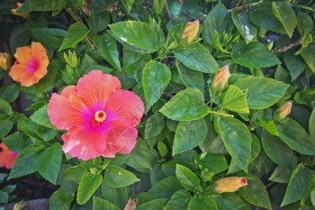马略卡岛盛开花朵粉红色的橙芙蓉花粉红的橙芙蓉花特写图片