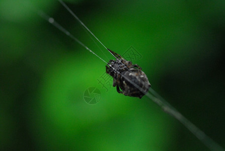 蜘蛛arachnid坐在它的巢穴黑色背景上树叶编织蜘蛛网图片