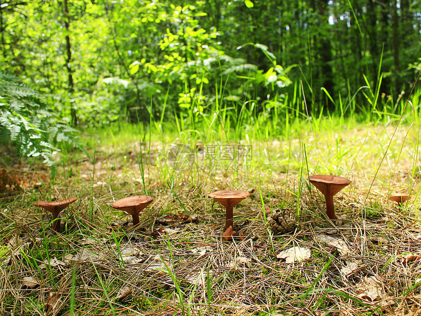 长在一排的不可食用蘑菇生长在一排的青蛙生长在一排的林中菌有毒草图片