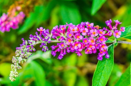 紫色的达维迪美丽圆形关闭蝴蝶灌木枝上面有小花朵飞涨高清图片素材
