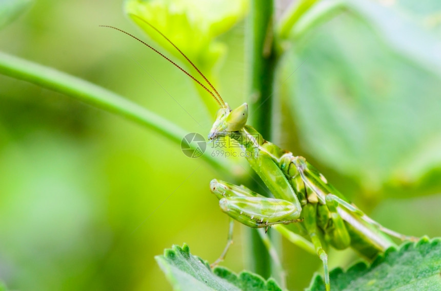 CreobroterGemmatus珠宝花生曼提斯或植物叶上的印度花朵曼提斯人自然螳螂目图片