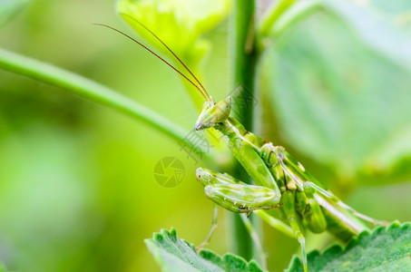 西印度蝗虫绿色草地高清图片