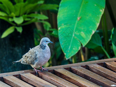 在印度尼西亚巴厘的雨前发现多鸽鸟在雨前发现多鸽鸟动物颜色森林泰国高清图片素材