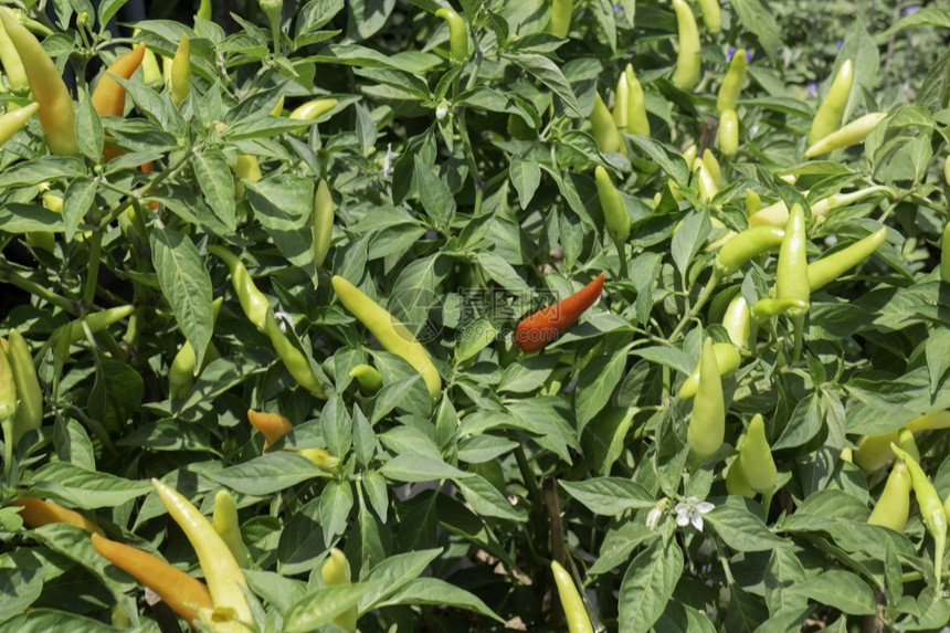 生长植物群态树上明亮的春叶股票照片图片