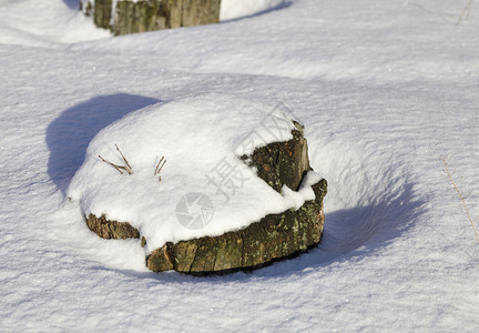 老的蓬松分支机构在雪下的自然立木中冬天的雪覆盖了旧树桩图片
