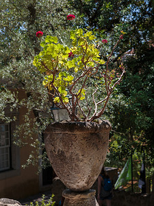 栽培自然在老花瓶里面的红色天竺葵花的图片