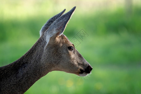 草地中的鹿春季卡普雷奥勒斯角欧洲的母鹿卷柏图片