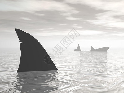 帆背潜鸭群游泳潜海洋深灰大中的鲨鱼鳍旁边一条长于另3D的鲨鱼设计图片
