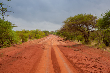 红土穿过肯尼亚的热带草原非洲人旅游树图片
