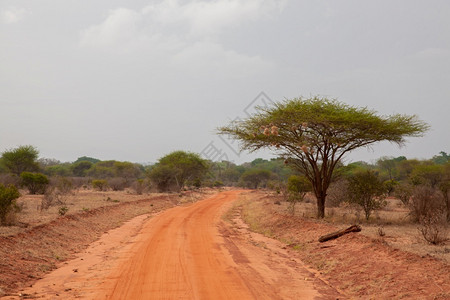 蓝色的红土路非洲地貌肯尼亚的野外旅行萨凡纳草图片