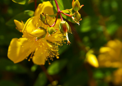 夏天生长黄色野花田地鲜在背光下照亮的野花重新施诺夫斯基草地野花场朵在背光下照亮的野地花景观背景图片