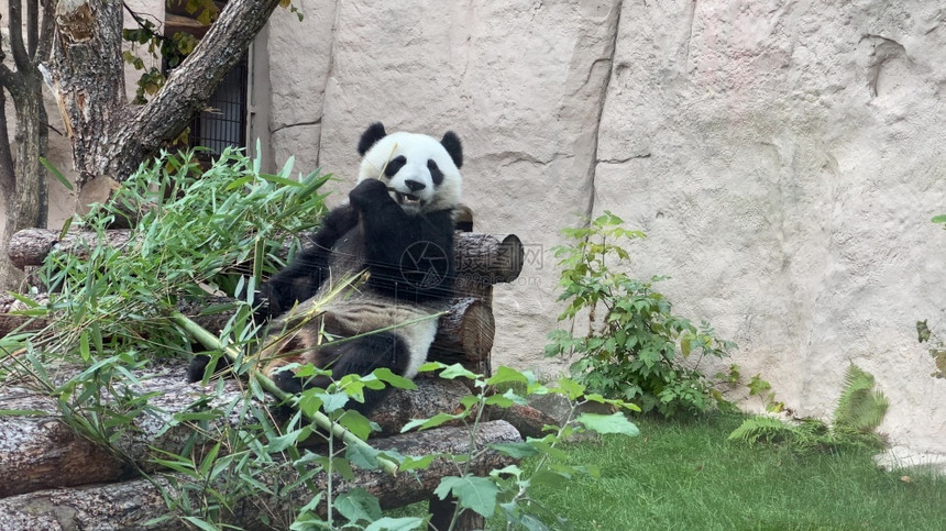 熊猫继续以绿草为背景熊猫则以绿草为背景蓬松的竹子图片