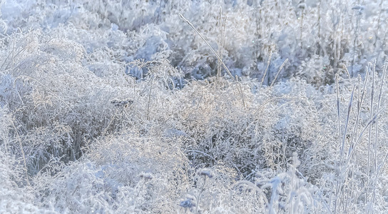 冰冻草的模糊发光冬季背景选择聚焦冰冻草的冬季背景美丽雪蓝色的背景图片