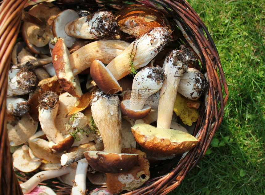 雨后春笋般的季节分支在森林中盛满一篮子新鲜的蘑菇上观