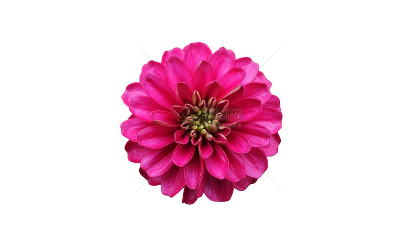 弯曲白色背景的粉红大花朵颜色夏天图片