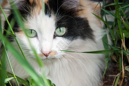 俏皮眼睛宠物这只家猫是猛禽族的哺乳动物图片