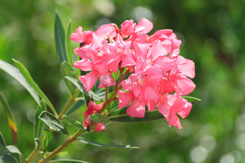 红色的阳光安塔利亚天然绿色背景的粉红奥莱安德花朵新鲜图片
