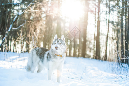 灰色森林狼群情绪毛皮哈士奇狗站在雪地上冬天的心情哈士奇狗站在雪地上背景