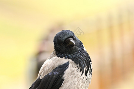 鸟类欧亚蒙面乌鸦Corvuscornix的肖像画鸦科图片