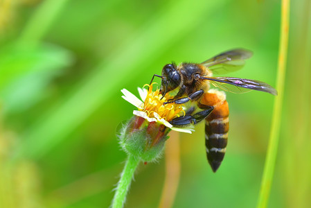 蜜蜂与花儿花儿上面的蜜蜂背景