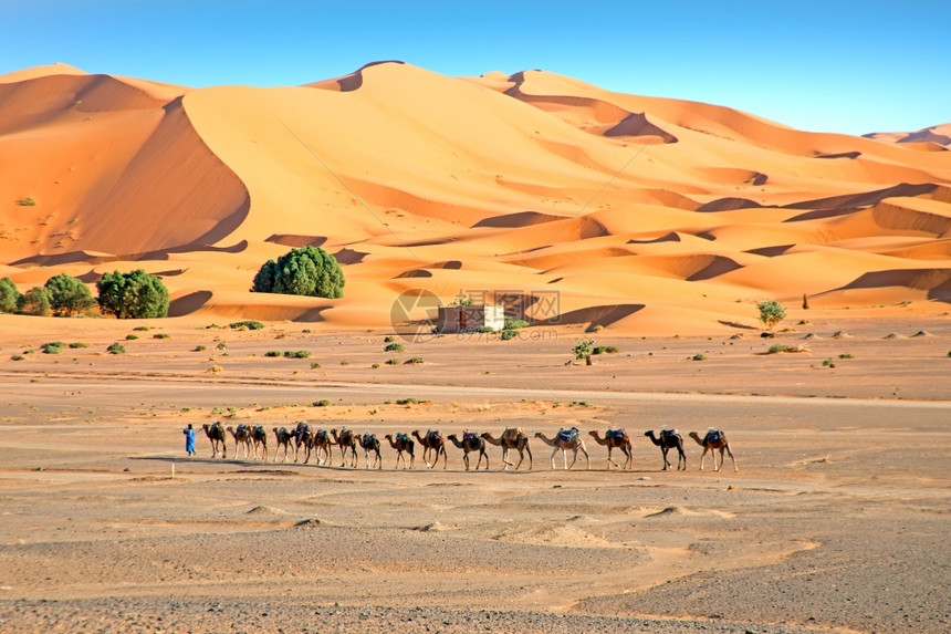 火车摩洛哥ErgShebbi沙漠的骆驼夏天非洲人图片