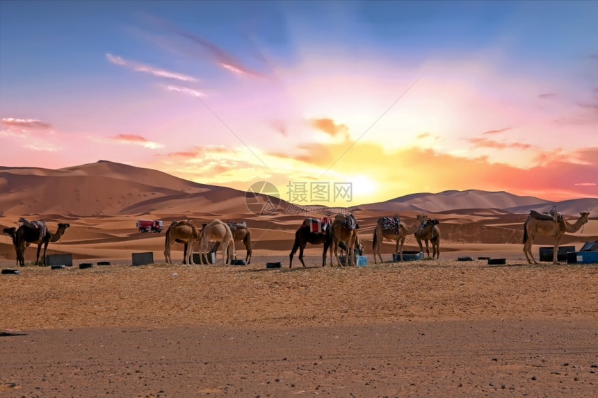 非洲人舍比摩洛哥ErgShebbi沙漠的骆驼撒哈拉图片