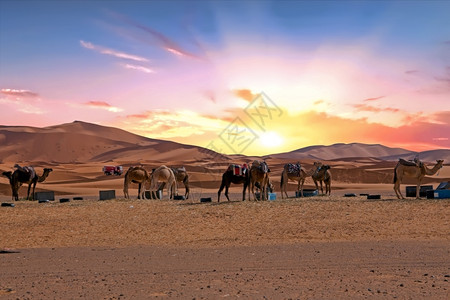 非洲人舍比摩洛哥ErgShebbi沙漠的骆驼撒哈拉图片