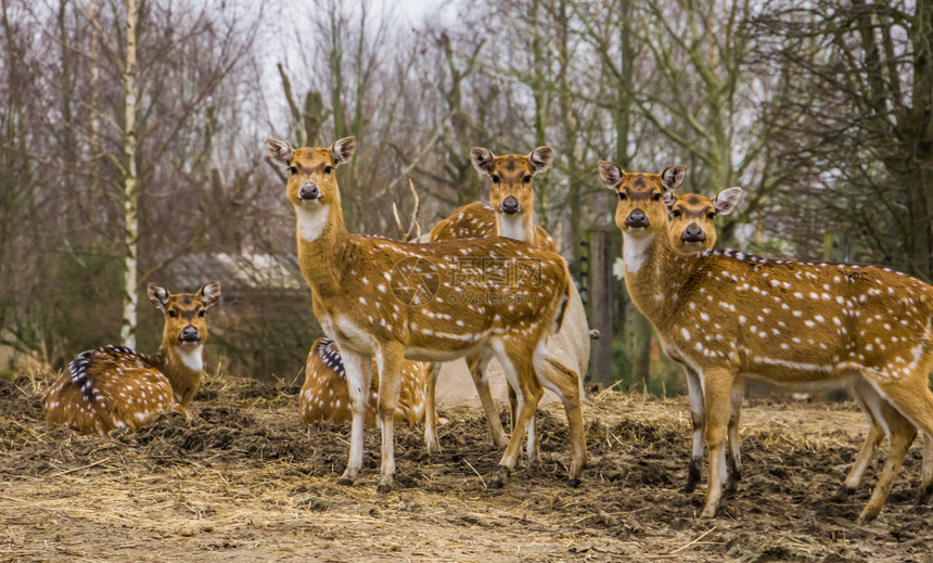 放牧鹿科一群雌轴心鹿斑家族站在一起来自印度和美国棕色的图片