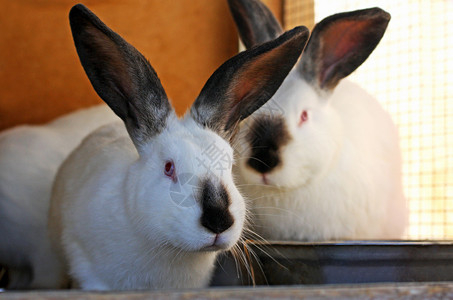 家庭农场里养成的白兔子图片