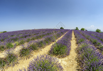 丰富多彩的紫色雏菊法国普罗旺斯的夏季淡紫草原图片