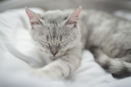 床上睡觉的猫咪图片
