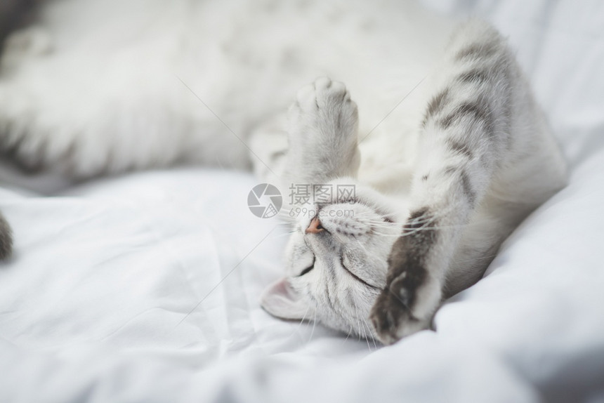 猫咪躺在床上睡觉图片