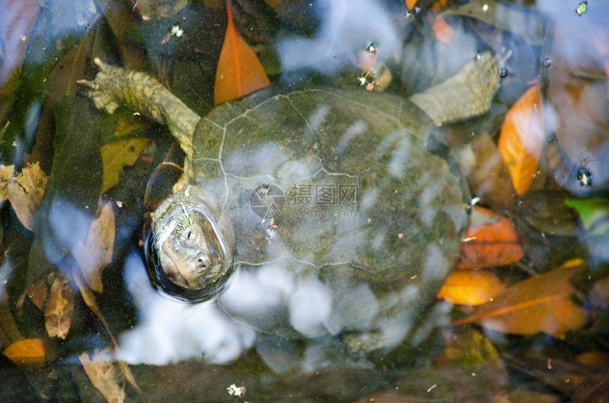 日本的池塘海龟Mauremysjaponica其自然栖息地它的宠物橙图片