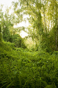 干净的草绿色爬动植物接管并形成一个茂密充满活力的丛林树木荒野图片
