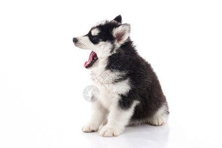 可爱的西伯利亚哈士奇小狗在孤立的白色背景上打哈欠1个月甜的犬类婴儿高清图片素材