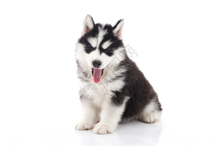 说谎国内的毛皮可爱西伯利亚哈士奇小狗在孤立的白色背景上打哈欠图片