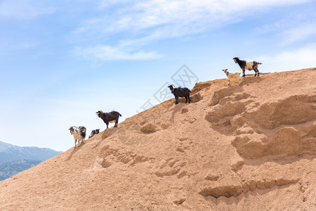 风景山羊群站在沙坡上风景优美爬道图片