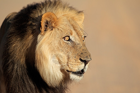 警惕狮子鬃毛野生动物一种南非PantheraLeo非洲红豹一头大型非洲雄狮子的肖像背景