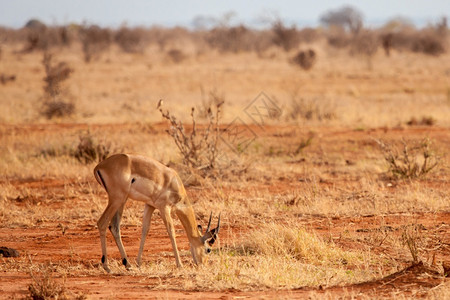 野生动物伟大的一只羚羊正在肯尼亚的热带草原吃非洲人高清图片