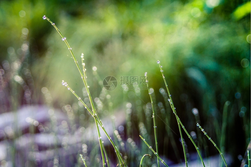 春天农村景观中各种野花和草药夏天生长图片