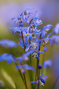 植物草地上的蓝星西伯利亚星植物群图片