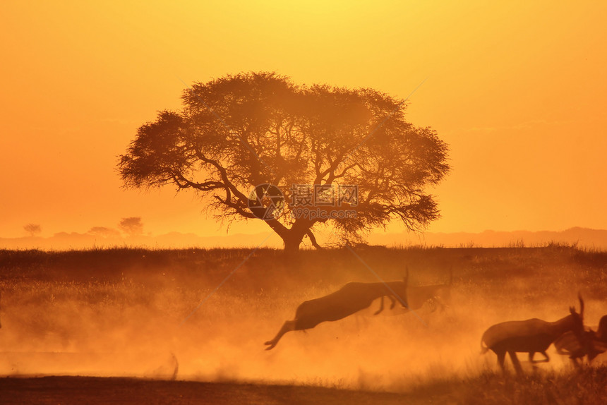 生命树非洲野生动物奇迹姿势温暖的黑色图片