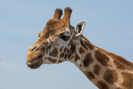 野生动物长颈鹿草食动物高清图片素材