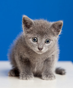 一种小猫蓝底有灰色头发的小猫蓝品种图片